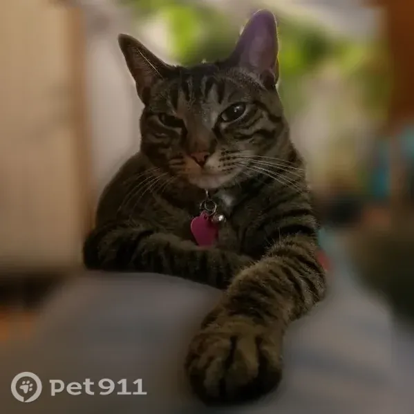 Lost cat, Northeast 163rd Street, Washington, Battle Ground - female with brown collar - photo