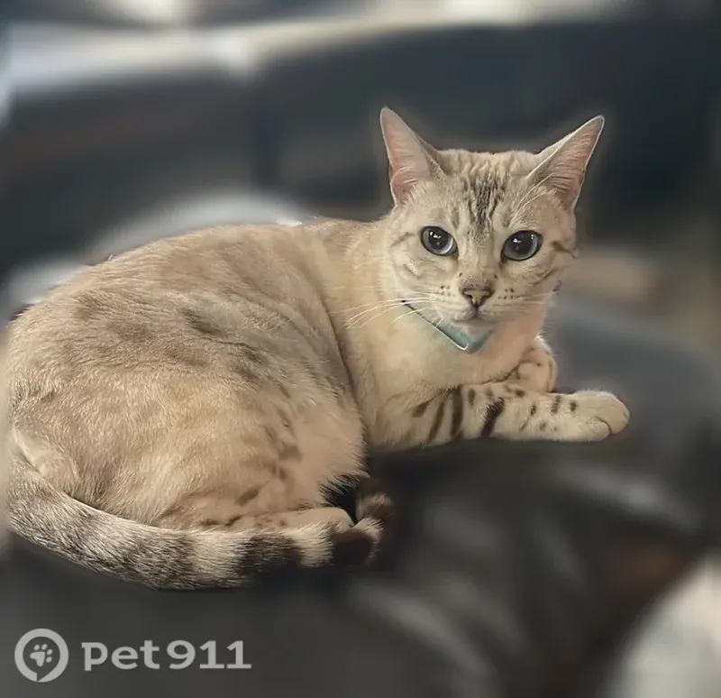 Lost cat, Montclair Drive, 1516, Modesto - blue eyes, gray stripes - photo