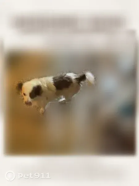 Lost dog, Oates Drive, 2807, Dallas - male - photo
