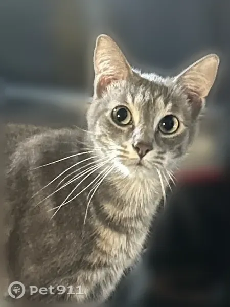 Lost cat, Blacklick Street, 639, Groveport, Columbus - photo