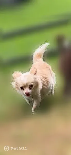 Lost dog, Fire Road 110, 416, Hawkinsville, Pembroke Pines - photo