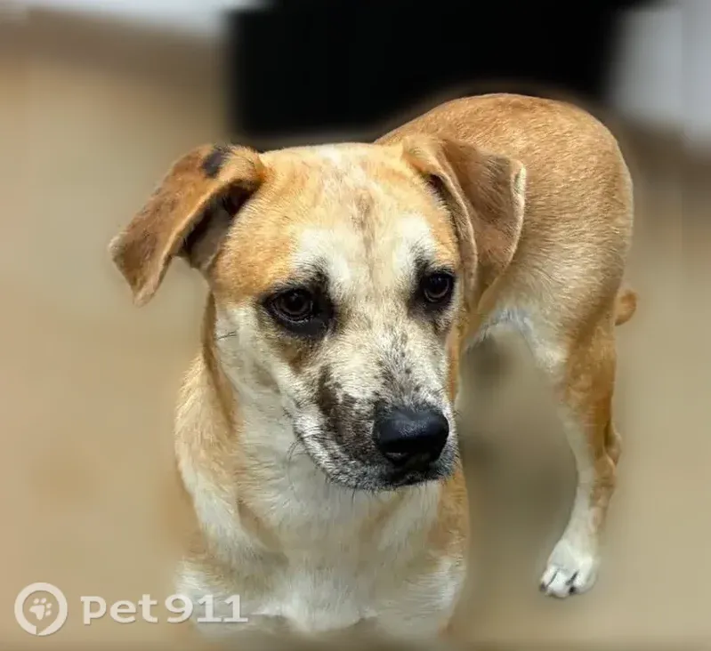 Lost dog, Iron Horse Road, Oakland, Mount Olive - photo
