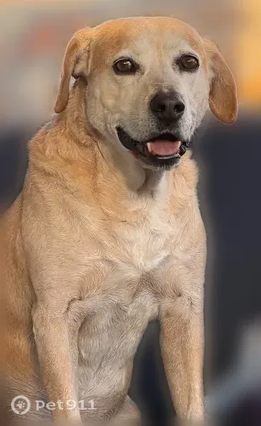 Lost dog, West Borderland Road, 437, El Paso - male, medium size - photo