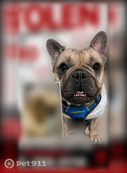 Lost dog, Rivard Avenue, Warren, Dearborn - male Frenchie, 3 years old - photo