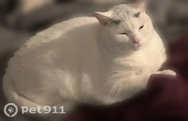 Lost cat, Farm Street, Woonsocket, East Providence - female, timid indoor cat - photo