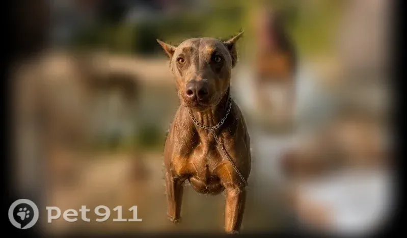 Lost dog, Indianapolis Boulevard, 4714, East Chicago, Arlington - brown - photo