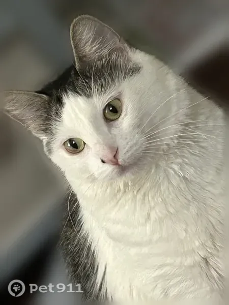 Lost cat, South 13th Street, 803-805, Newark - black and white, shy and timid - photo