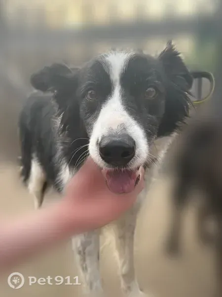 Lost dog, Catlin Road, 205, Wildwood, St. Louis — very sweet Border Collie - photo