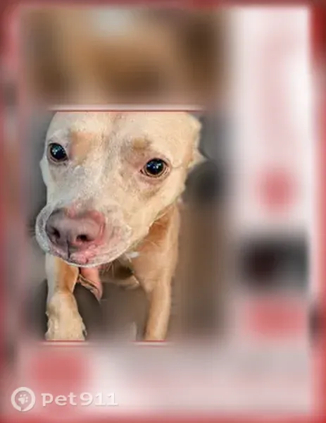 Lost dog, 2nd Street, 2028, Jacksonville - female, light brown with a white chest - photo