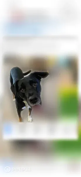 Lost dog, Geryville Pike, 1946, East Greenville, Philadelphia - thin black and tan Shepherd-Lab mix - photo