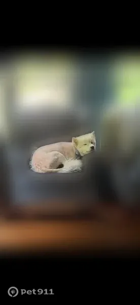 Lost dog, South Terwilleger Boulevard, 2613, Tulsa — female Samoyed - photo