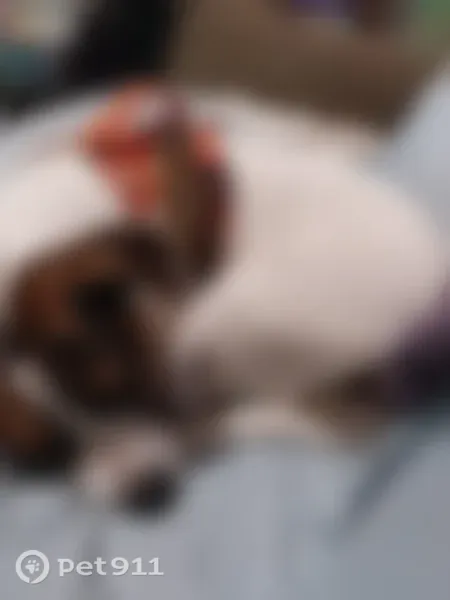 Lost dog, Debonair Drive, 3835, Knoxville, Oak Ridge - female, white and brown with eye mask - photo