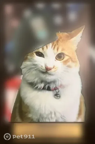 Lost cat, Rock Way, 4070, Central Point - female, orange and white, blue flea collar - photo