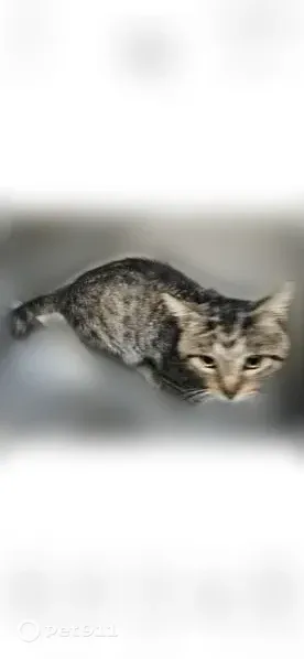 Lost cat, West 11th Street, 30, Dresden - black and gray tabby, small, 3 years old - photo
