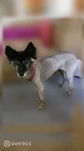 Lost dog, Lisa Kelton Place, Santa Clarita — female, black and tan, red collar - photo