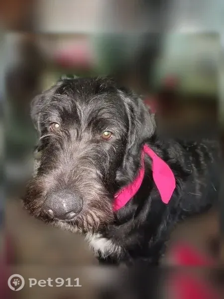 Lost dog, Walton, Kentucky, Columbus — tall, skinny, long - photo