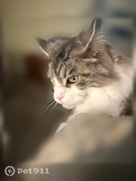 Lost cat, Hillbrook Way, Pensacola, Baton Rouge — male, silver & black Maine Coon - photo