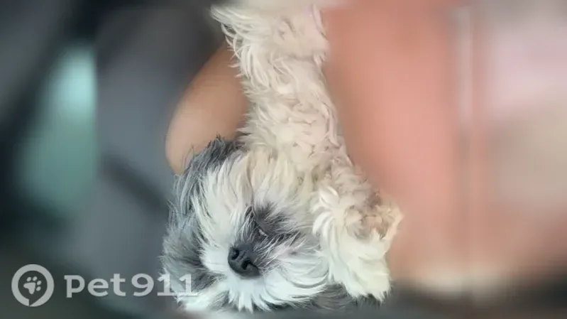 Lost dog, Montana Avenue, 17115, El Paso - male, gray and white, shy - photo
