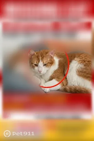 Lost cat, Fonda Drive, 9926, Milwaukee - orange and white - photo