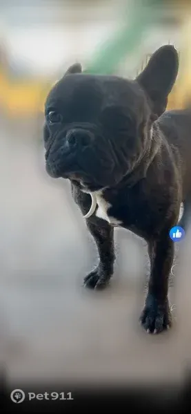 Lost dog, East 17th Street, 833, Westside, Odessa - brindle male dog named Pancho - photo