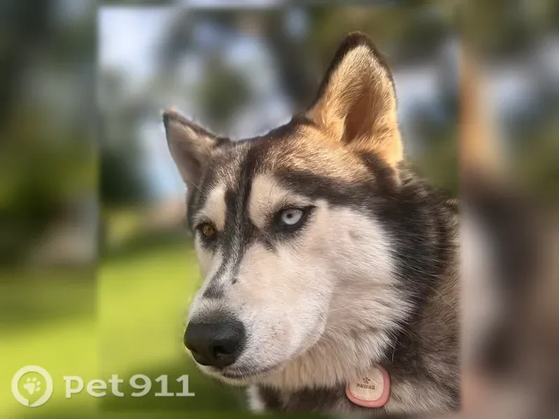 Lost dog, Vineland Place, 39890, Cherry Valley - female Siberian Husky with one blue eye and one brown eye - photo