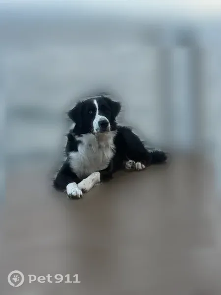 Lost dog, Lincoln Avenue, 701, Dallas - black and white Aussie with a stumpy tail - photo