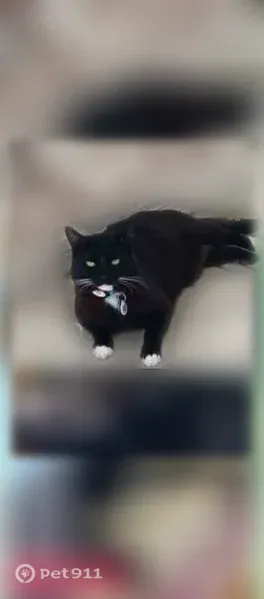 Lost cat, North San Mateo Drive, 1126, North Port — male, mostly black with white toes - photo