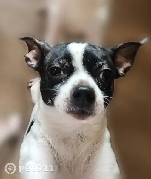 Lost dog, North 42nd Street, 3506, Milwaukee - female Chihuahua - photo