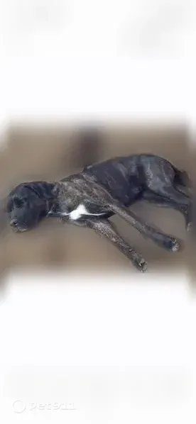 Lost dog, Chubbehatchee Circle, Wetumpka, Baton Rouge - spayed 2-year-old female - photo