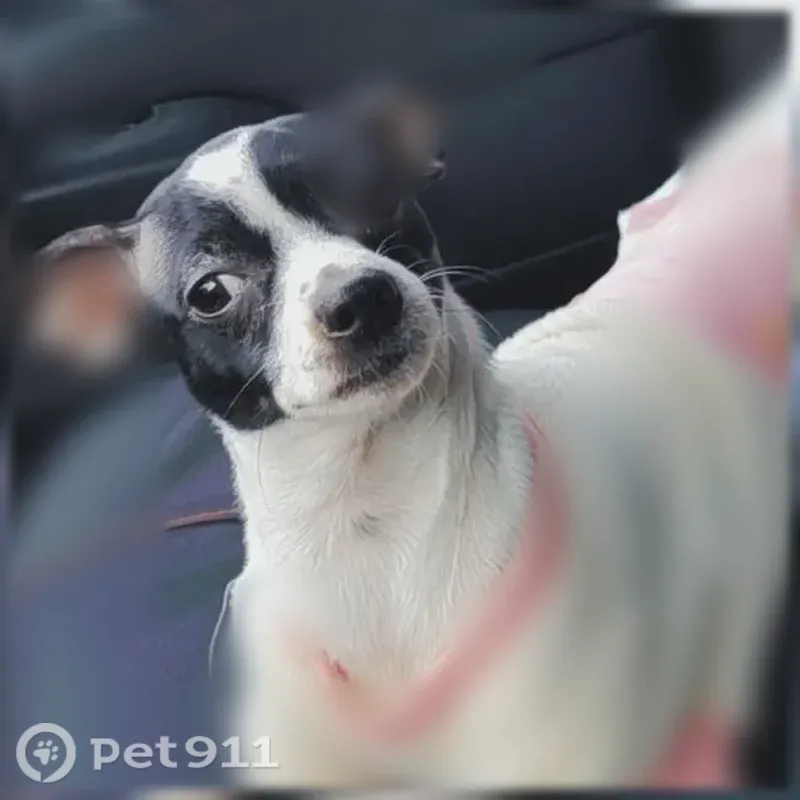 Lost dog, North 42nd Street, 3523,3523A, Milwaukee - small, white with black spots - photo