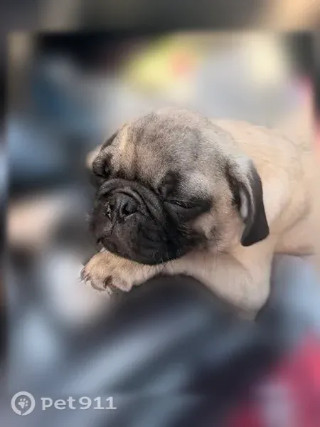 Lost dog, Thompson Circle, Charleston - male pug, light tan fur - photo