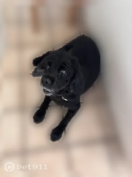Lost dog, Lunaai Place, Maunawili, Mililani Town — older, hard of hearing, very friendly - photo