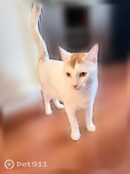 Lost cat, Rosemary Lane, 1, Boston - white short-haired male cat named Charlie - photo