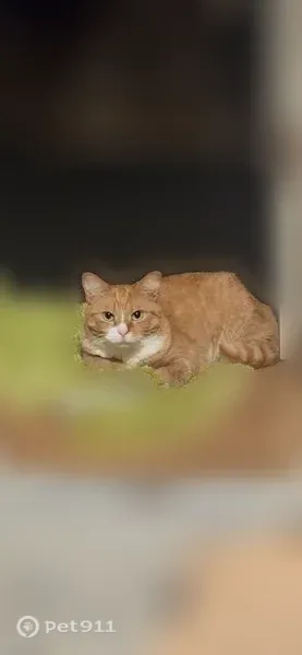 Lost cat, Milford Street, 36, Bangor - small orange and white, microchipped - photo