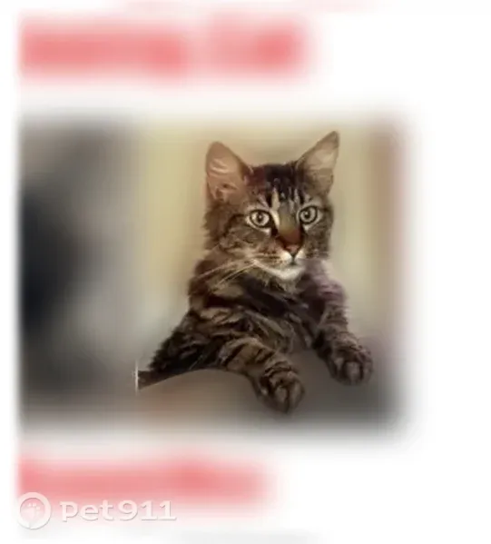 Lost cat, Clearlake, California, Albuquerque - male, brown and tan long-haired domestic, white flea collar - photo