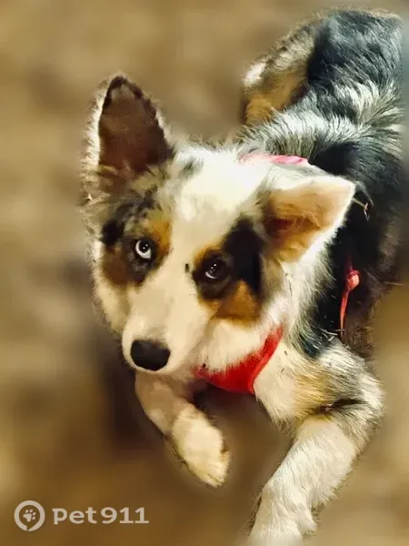 Lost dog, Orange Grove Avenue, 1043, Olivier, Lydia - female Australian Shepherd with a chip - photo