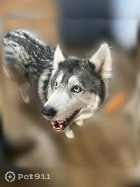 Lost dog, Hanchett Street, 1814, Saginaw, Southfield — female, on meds - photo