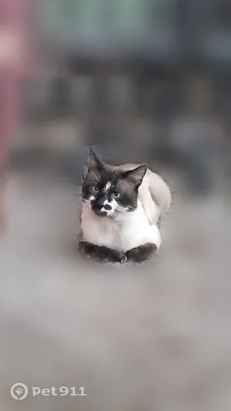 Lost cat, Sugar Beet Row, 20, Whitehall - male - photo