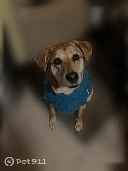 Lost dog, South Sawyer Avenue, 8217, Evergreen Park, Chicago - male, light brown Golden Mix - photo