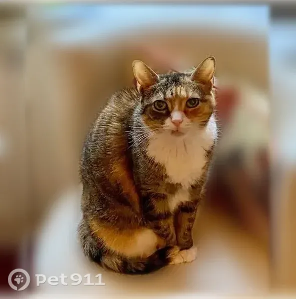 Lost cat, Deveron Drive, 23, Manhattan - shy, sweet, small - photo