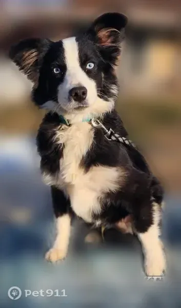 Lost dog, East Wilson Avenue, 512, Dallas — male miniature Australian Shepherd with tail - photo