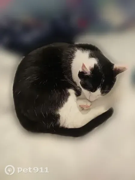 Lost cat, Belmont Avenue, 1305, Mulberry - black and white, shy - photo