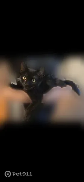 Lost cat, Belmont Avenue, 1269, South Mulberry, Mulberry - female, black fur - photo