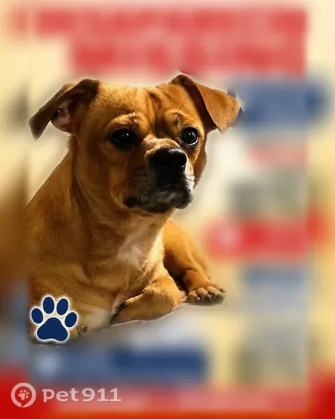 Lost dog, Stanley Street, 578, New Britain - male, golden, no collar - photo