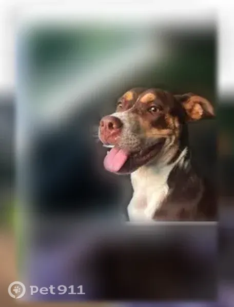 Lost dog, Grimwood Road, Alabama, Meridianville — friendly female - photo
