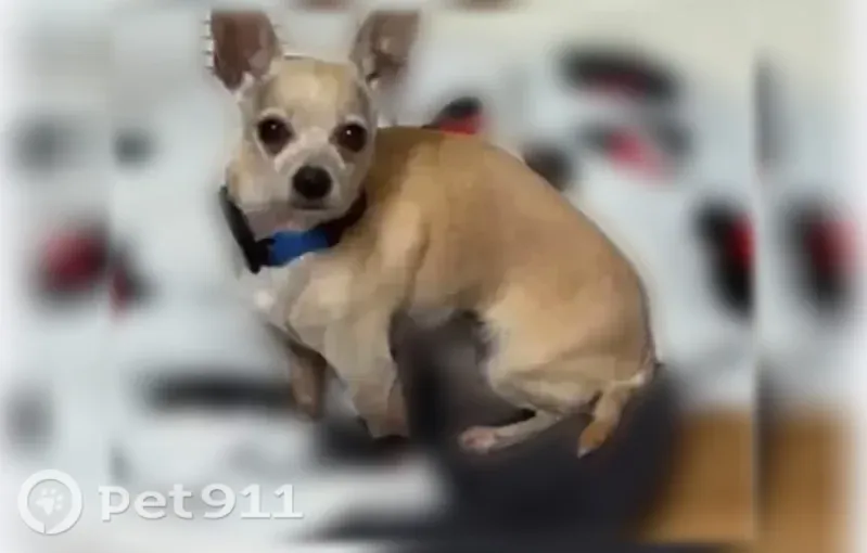 Lost dog, North 41st Street, 2764, East St. Louis - male, leash still attached - photo
