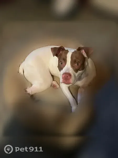 Lost dog, Highway Avenue, 927, Covington, Columbus - female, all white with brown spotted eyes - photo