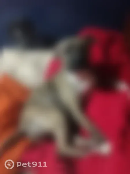 Lost dog, North Germantown Parkway, 4140, Bartlett - brindle pitbull/lab with a Cherry collar - photo