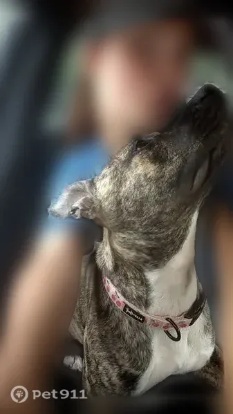 Lost dog, U.S. 70, 8200, Arlington - female, brindle, 7 months old - photo