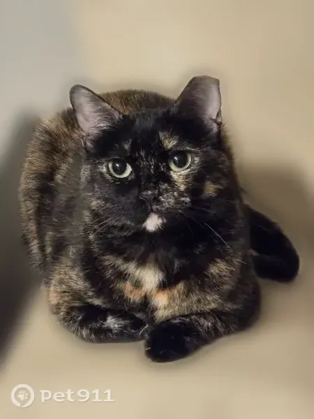 Lost cat, Farm to Market Road 2931, 5000, Aubrey — female, shy tortoiseshell with a white chin - photo